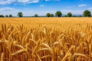Fertilizers