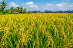 Fertilizers