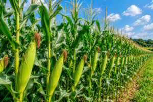 Fertilizers
